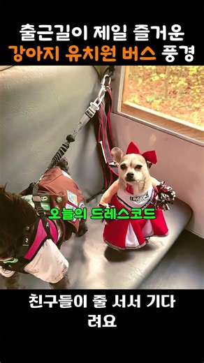 The doggy daycare bus ride that makes the morning commute the best part of the day #dog #doggyday...