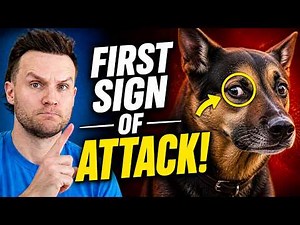 7 Signs A Dog Is About To ATTACK! (And How To Avoid It!)