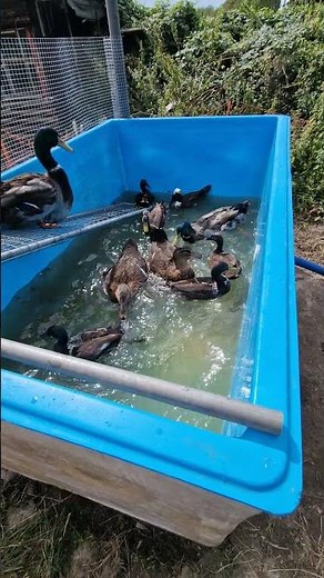 Die Enten haben Spaß im neuen Ententeich.