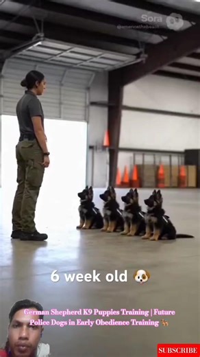 German Shepherd K9 Puppies Training | Future Police Dogs in Early Obedience Training 🐕‍🦺 #puppy