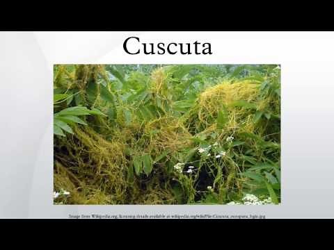 Cuscuta