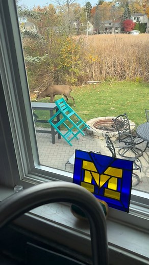 1.1K views · 3 comments | #deer #dishes #view #cleaner | Exxtreme Cleaning | Facebook