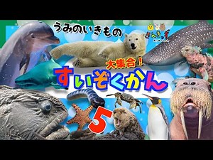 水族館へ行こう！5【子供向け 海のいきものアニメ】海の生き物 お魚さんたちが大集合！イルカ サメ シャチ など人気の生き物からウミイグアナやウミヘビもいるよ★17種類の名前を覚えよう【知育動画】