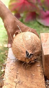 1.4M views · 7.8K reactions | How to remove full coconut from Shell #coconut #howtoremovecoconutfromshell | Handika Amiranto | Facebook