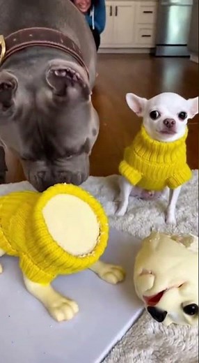 funniest chihuahua reaction ever