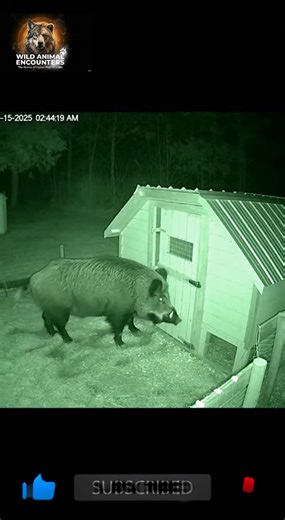Wild Animal Encounters on Instagram: "POV: Your security camera catches a wild hog trying to break into your chicken coop. It was relentless! My heart was racing. What would you do? #wildlife #WildAnimalEncounters #WildHog #HogAttack #FarmLife #USA_Canada"