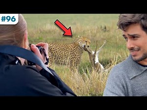 We saw a Cheetah Hunt in Real Life!