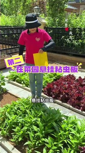 What to do if your vegetables have bugs? Try these methods #vegetablegrowing #mylittlevegetablega...