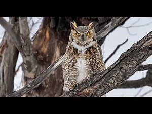 Great Horned Owl Audio Recording