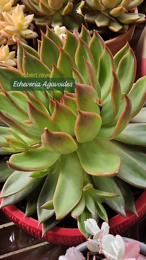 Echeveria Agavoides | Robert Reyes