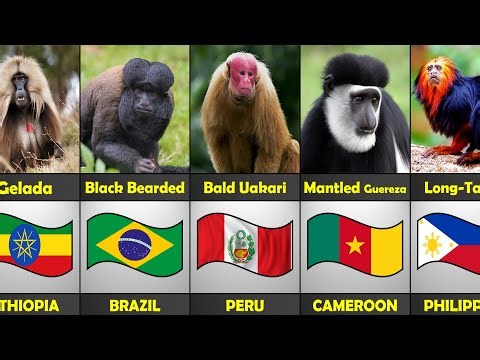 Monkey Breeds in Different Countries | Types of Monkeys by Country