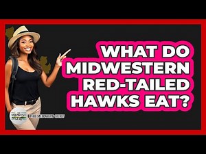 What Do Midwestern Red-Tailed Hawks Eat?
