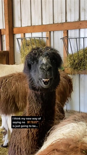 Exploring the Alpaca Farm Life in Cedar Rapids