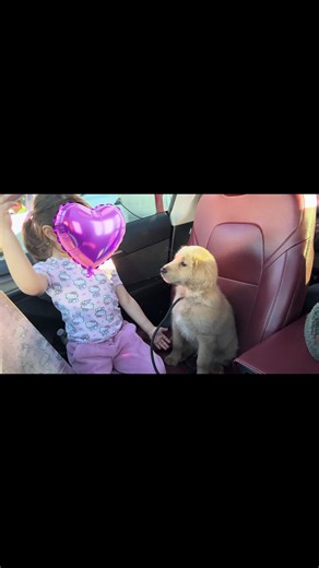 In teaching him she’s also learning to use her voice. She’s my baby and definitely acts like it 💕I told her when she leads the puppy she needs to speak clearly and loud enough for him to understand & she’s doing so well 🐾❤️ #puppytiktok #puppytricks #goldenretriever #puppytraining