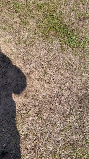 Another black one!! Where are you Coydog enthusiast?? Lee Taylor #trapping #coyote #fypシ Bart Chancellor. Down South Trappers Yawt Yawt Cuz Strickland | Final Step Trapping