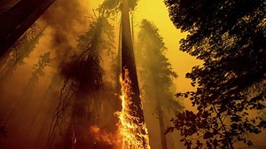 California wildfires over last two years have torched a minimum of nearly 10,000 giant sequoia trees