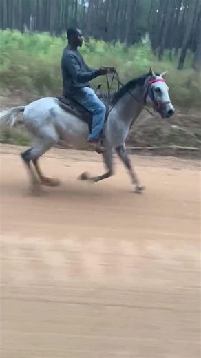 slowly transforming!!! standardbred pacer stallion... starting to ride for me!! #horses #standardbred #singlefootinghorse #rackinghorse #transformation