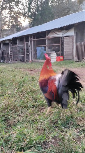 Murphy Whitehackle , 易 Y muchos 讀 | Parnover gallos | Facebook