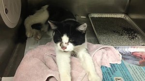 24 reactions · 33 shares | ADOPTED LIBBY - #A195662 Cage 615 Female...