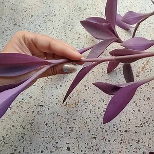 259K views · 1.6K reactions | Grow Purple Heart Plant Cuttings in Clay Balls ( LECA ) - Semi-Hydroponics . . . . Purple Heart Plant Propagation from Cuttings in Clay Balls ( LECA ) . #purpleheart #gardening #plantpropagation #propagation #homegardening #purpleheartplant #indoorplants #beautifulplant #cuttings #plantcuttings #waterpropagation #plantsinwater #leca #clayballs #semihydroponics #cutting | Planting & Decoration | Facebook