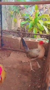 My pumpkin hen | Ggf Kanawayon