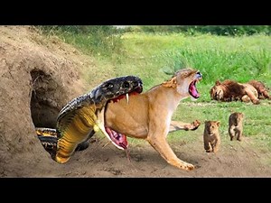Viper Snake Life Cycle Explained Breeding, Mating, Birth Survival Documentary