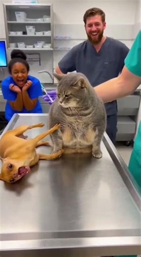 😱🐶 Chihuahua Pretends To Die At Vet… Fat Cat Instantly Restores Order! #funnyanimals #catattitude