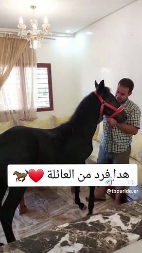 Tbourida.er sur TikTok