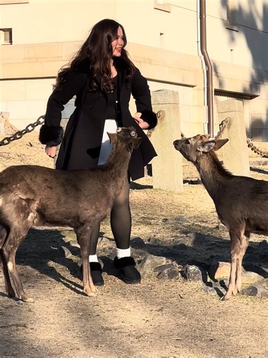 奈良公園で鹿と心が通じた瞬間とても癒されるJAPAN NARA #日本人 #日本の生活 #日本文化 #日常 #可愛い #かっこいい #おすすめ #おすすめにのりたい #fyp #ForYou #ForYouPage