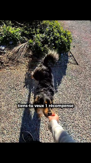 On a le sens du pratique chez nous ! Un petit pipi sur commande avec Réglisse pour du shopping sans accro 🤣 #chien #dogmtion #cotedazur #cap3000 #bergeraustralien #bordercollie | Théo Cn
