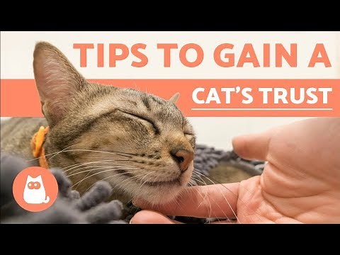 Best Strategies for Winning the Trust of a Stray Cat