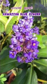 നീല ഇഞ്ചി Blue Ginger plant #rareflowers