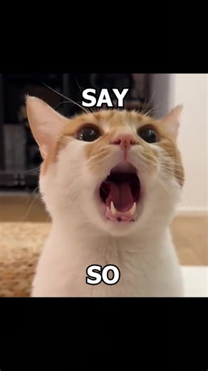 😸 SAY SO 😺 #dojacat #sayso #catsoftiktok #catedit #cat | tiktok cat