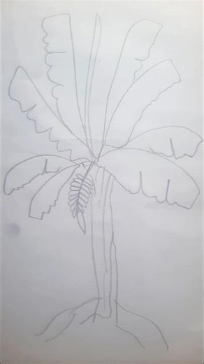 How to Draw a Banana Tree 🌴🍌 | Easy Drawing for Kids & Beginners|#shorts #shortvideo #drawing