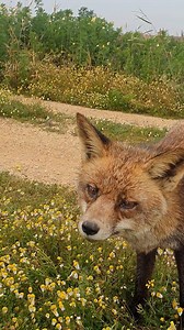 5K views · 4K reactions | Mi príncipe " Roco" haciendo fotografía macro con el gordi 力 #elsueñoderoco #doñana Afortunadamente vive en una zona protegida donde lleva una vida 100x100 salvaje www.carlosphotonature.com | Carlos Romero Photography - Wildlife Photographer | Facebook