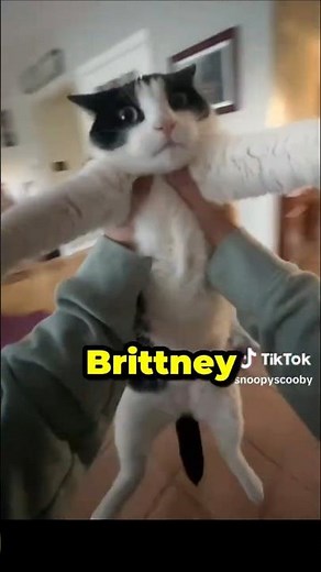 The Last Cat is a Legend! #catfunny #funnycats #voiceover #catvideos #cats