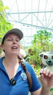 Our First Baby Lemur Is A...