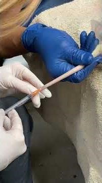 skill 45 rat venipuncture