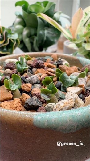 The second week of adenium life 🐏