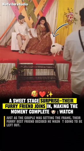 STAGE CRASHER! 🐶 Watch This Adorable Pup Steal the Spotlight at This Wedding! ❤️✨ #wholesomemoments
