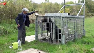Japan Is Struggling to Control The Uptick in Bear Attacks