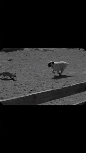 Dog 🐶⚡🦊 Chases a Fox — Brave or Reckless?