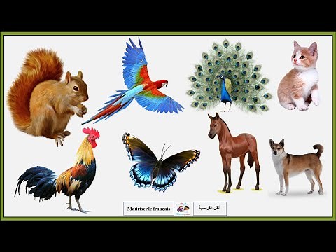 Les animaux: mâle, femelle et petit avec photos الحيوانات: الذكر والأنثى مع صورها