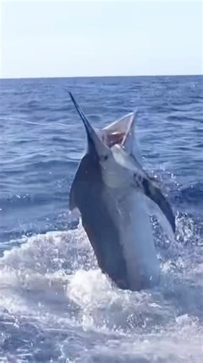 Reef Addicts on Instagram: "ON YOUTUBE NOW !"