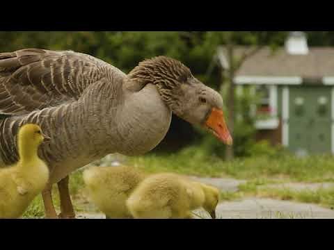 Meet our French Toulouse Geese