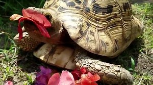 Billy, our leopard tortoise, loves to snack on hibiscus flowers. Our horticulture team delivers non-toxic browse each day including types of flowers, plants, and even herbs. These provide a unique sensory and even edible type of naturalistic enrichment for our animals. | Houston Zoo