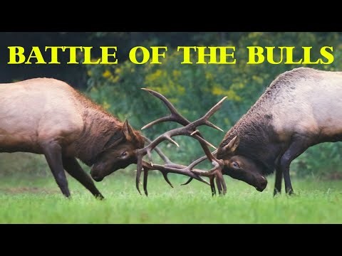 Epic Bull Elk Battle in the Great Smoky Mountains (4K Slow Motion)