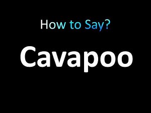 How to Pronounce Cavapoo (correctly!)