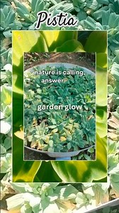 Pistia🌿🫶#beautiful#plant#botany#nature#glow#garden#beauty#viral