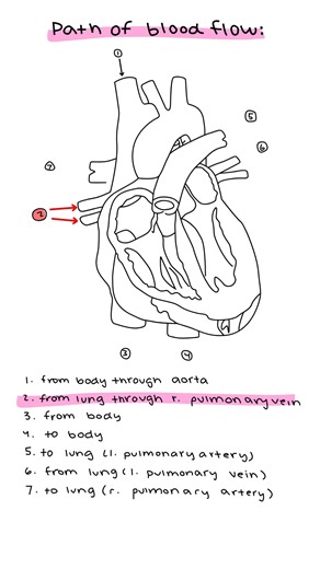 It's good to remember how the blood moves through the heart. Here's a little reminder! #emt #emtstudent #nremt #cardiac | EMT Review | Facebook